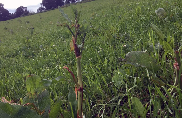 Lær dyra å spise ugras