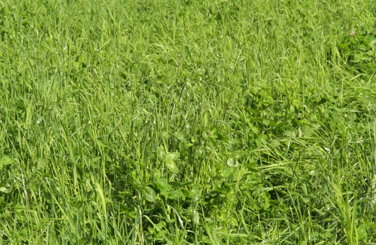 Engfrøavl i økologisk landbruk