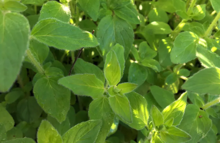 Kan oregano redusere metanutslippene fra storfe?