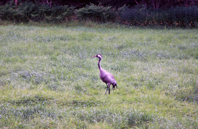 Økologisk landbruk og biologisk mangfold