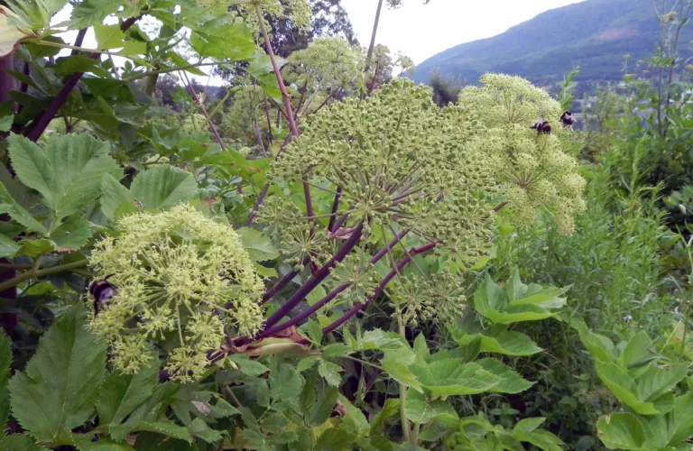 Ny forening for bevaring av plantemangfoldet