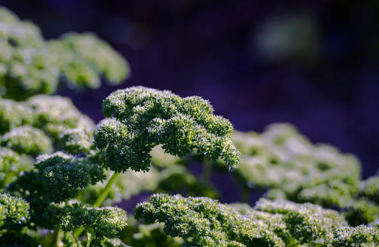 Produsentsamarbeid for mer økologisk grønt