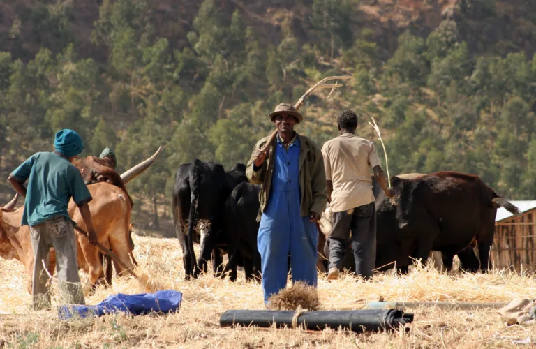 Økologisk landbruk kan fø verdens befolkning i framtida