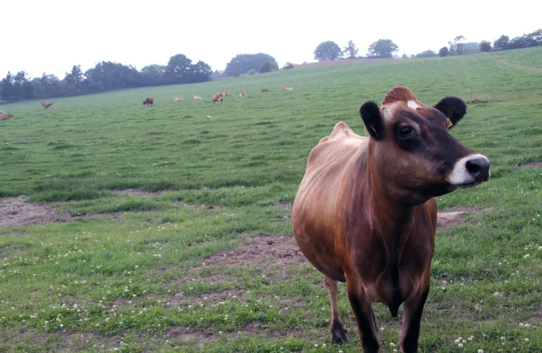 Sjukdom hos mjølkekyr