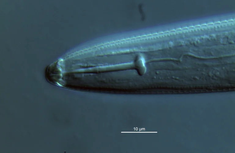 Kløvertretthet - hvordan forhindre avlingstap