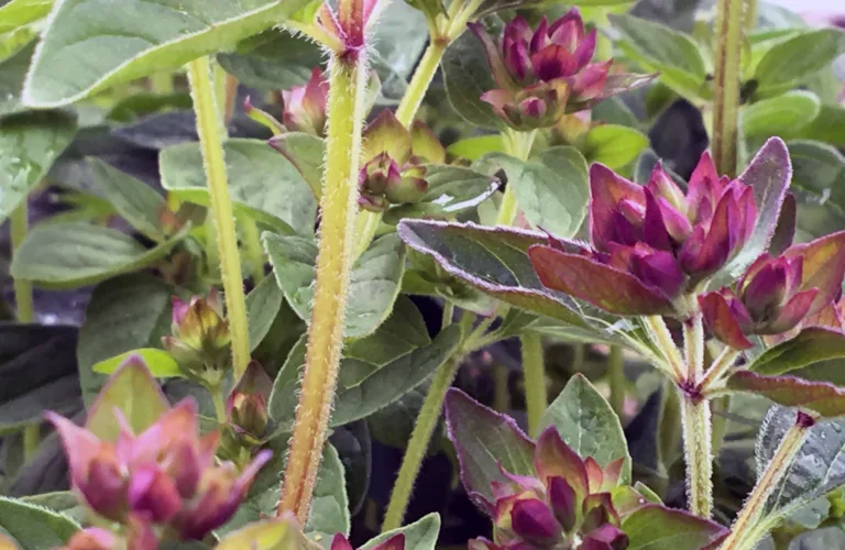 Norsk økologisk urtefrøproduksjon