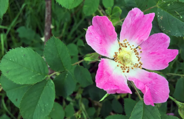 Villrosene - økologi i hagen