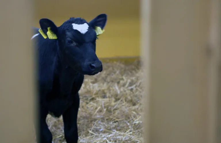 Kalven - vår viktigste ressurs