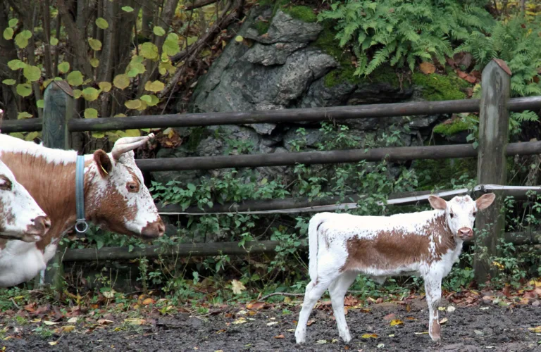 Mjølkefôring til spekalv