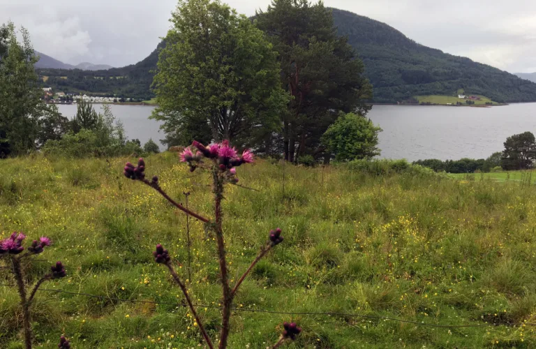 Myrtistel på beitet - hva gjør vi med det?