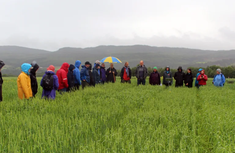 Mangfold i åkeren, og vafler fra fôrkorn