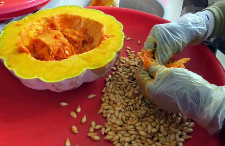 Høsting, rensing og lagring av grønnsaksfrø