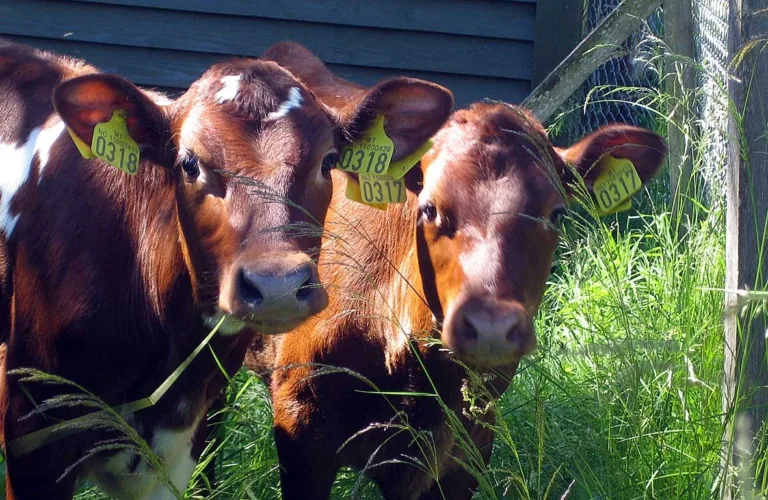 Fôring og fôrplaner for kalv