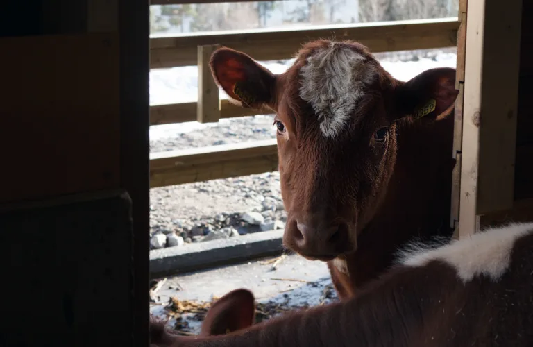 Helseproblemer hos kalv