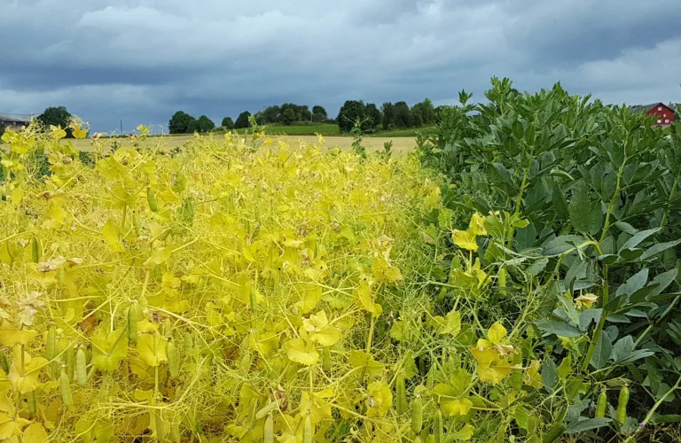 Norsk proteinproduksjon til mat og fôr