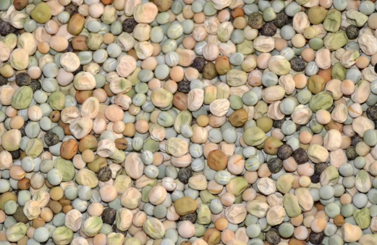 Gamle sorter - levende kulturarv og nyttige gener