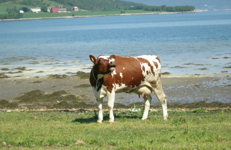 Beiteparasitter hos økologisk storfe