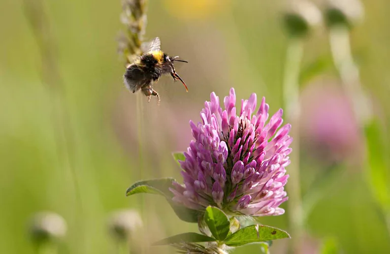 Prinsipper og definisjon for økologisk landbruk