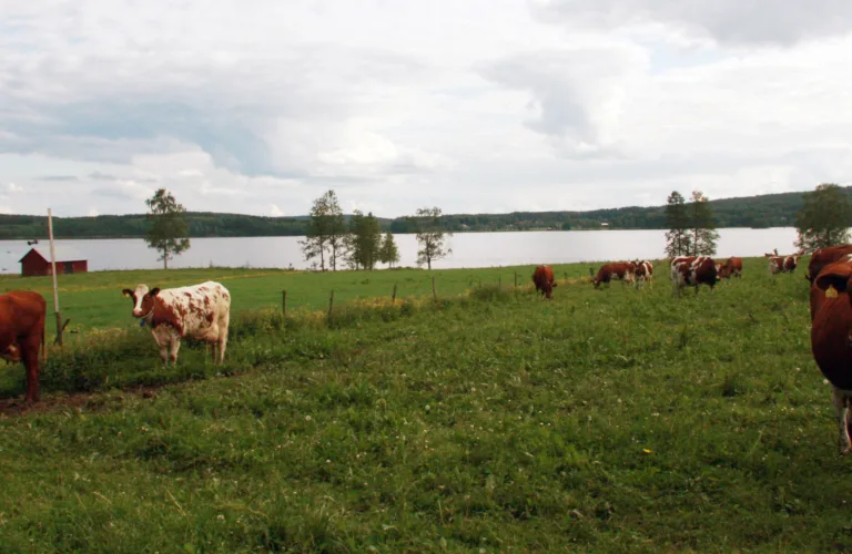 Fôring i økologisk mjølkeproduksjon - i Sverige