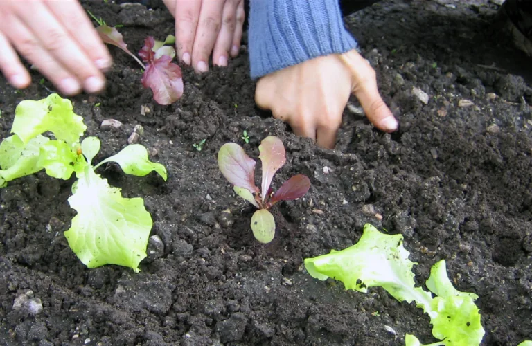 Oppal av småplanter til skolehagen