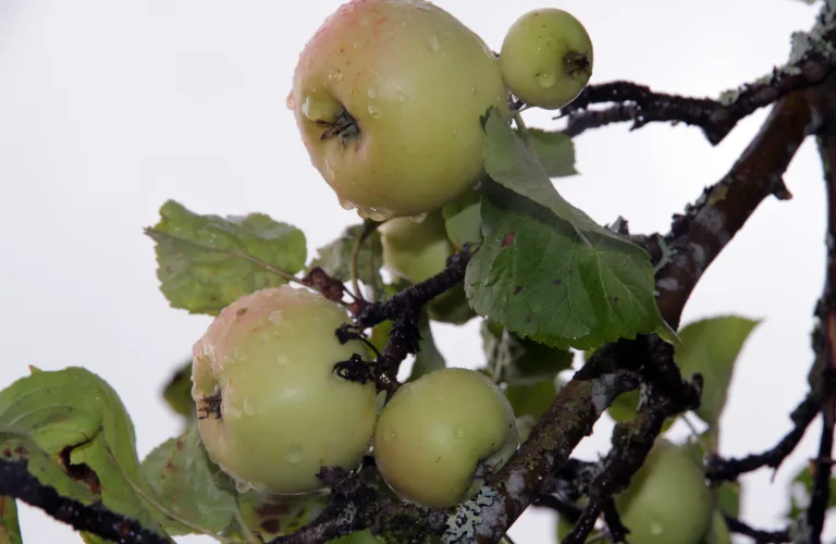 Plantevern i økologisk frukt og bær