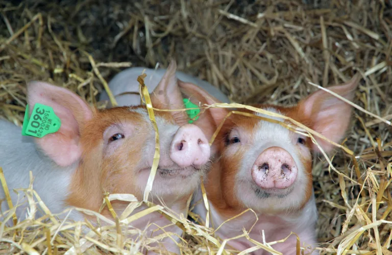 Dyrevelferd og miljøpåvirkning av økologisk svineproduksjon