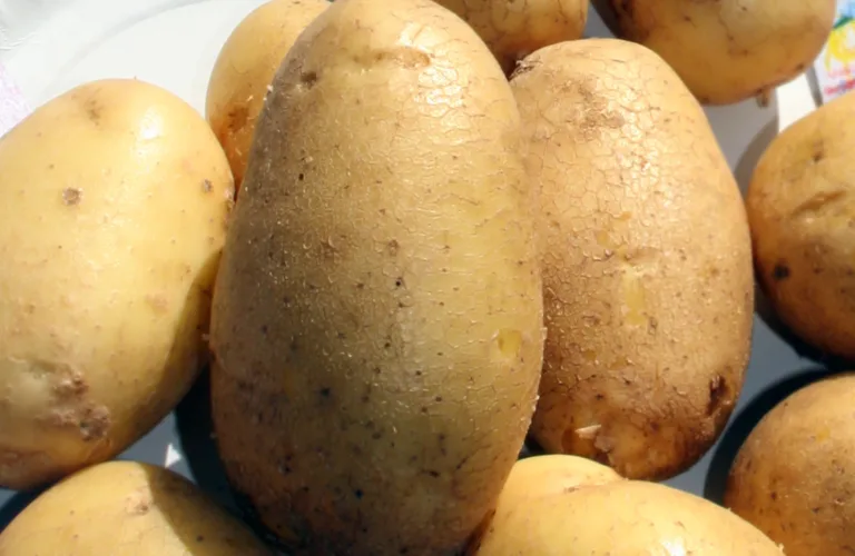 Økonomi i økologisk potetdyrking