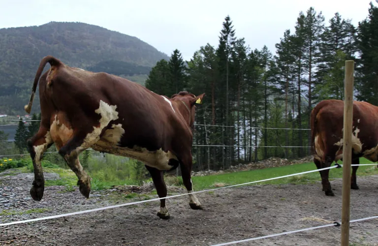 Økologisk landbruk og klimagasser