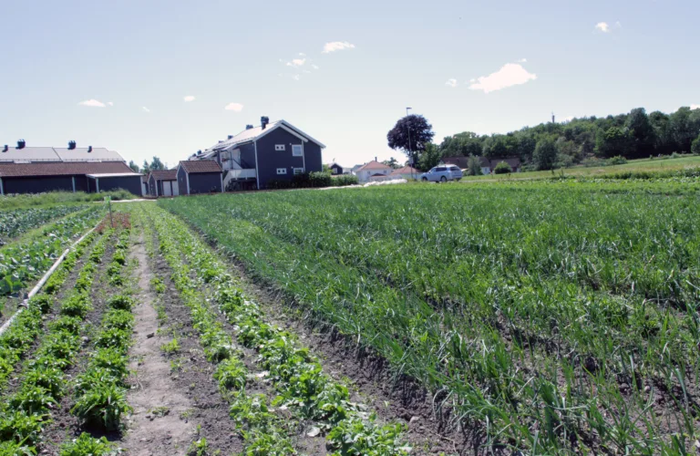 Midt mellom mold og marked