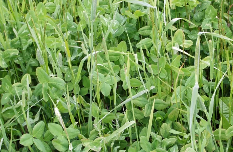 Avlinger i økologisk gras- og rødkløvereng