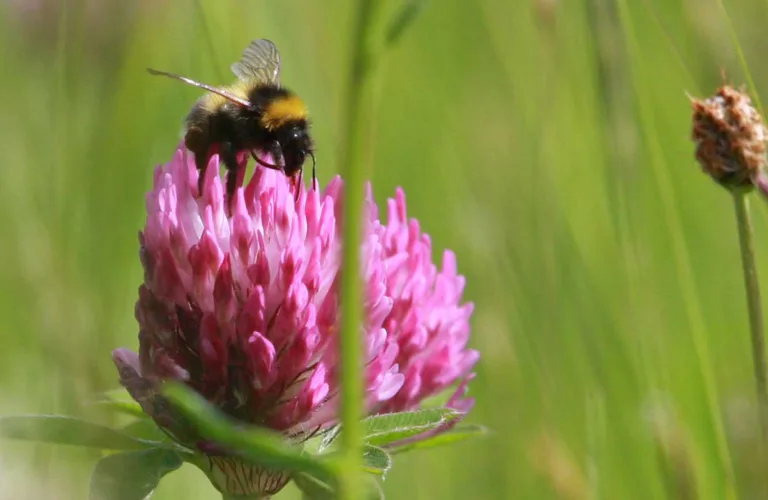 Klimapåvirkningen av økologisk produksjon