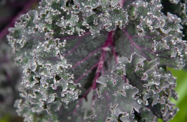 Andelslandbruk – nye løsninger for matproduksjon og omsetning