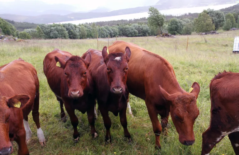 Økonomi ved å ta i bruk jordbruksarealer ute av drift
