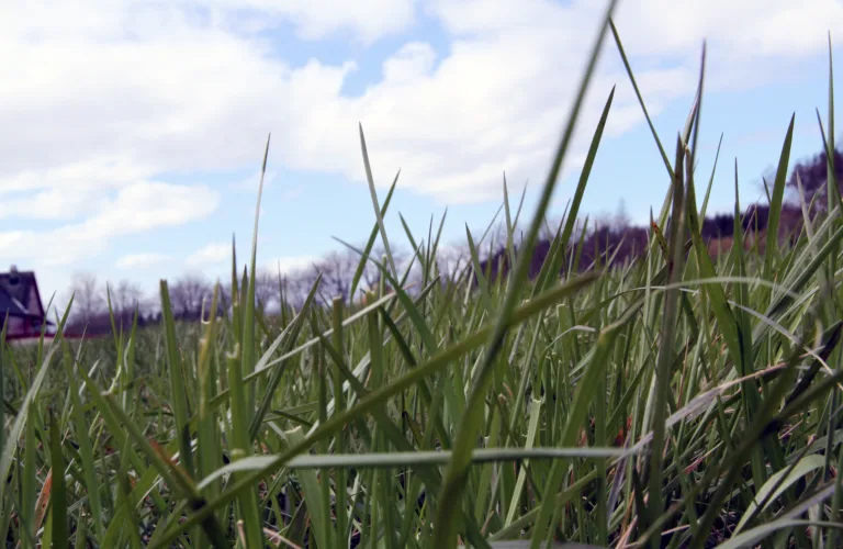 For dyrt å være konvensjonell bonde?