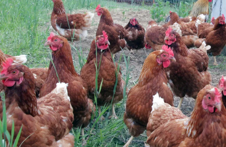 Eggproduksjon i økologisk landbruk