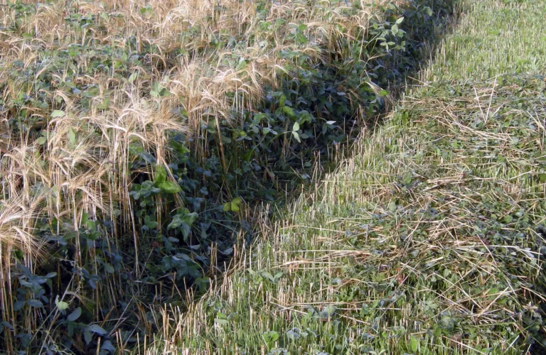 Bruk av grønngjødsel for norske forhold