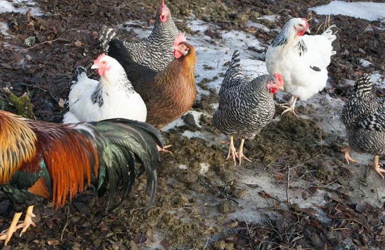 Trengs det egne raser til økologisk eggproduksjon?