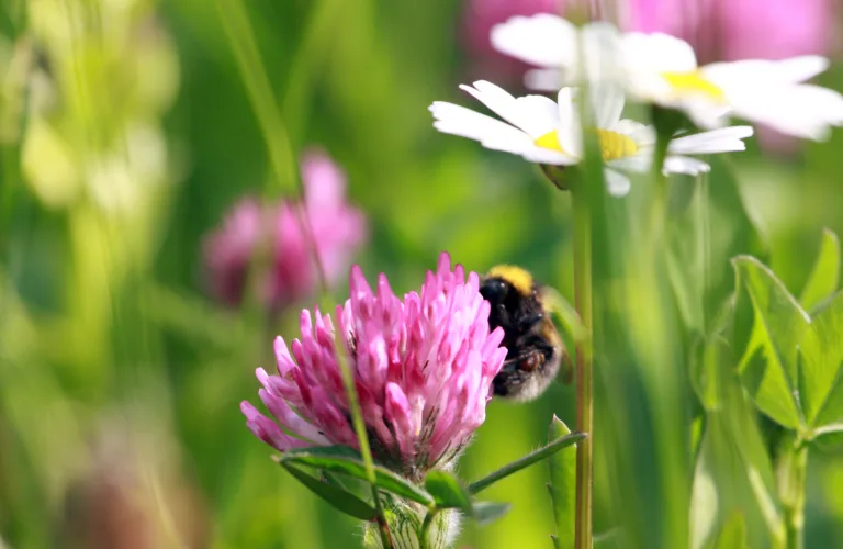 Planter "lytter" på hverandre