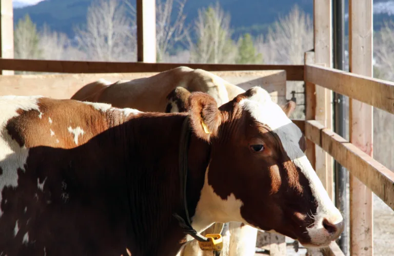 Uteareal for mjølkekyr i båsfjøs