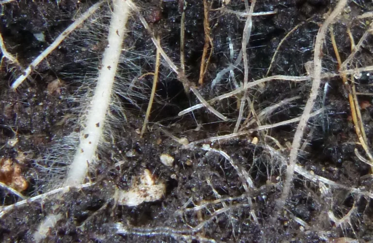 Opphopning og nedbryting av organisk materiale i jord - humusinnhald