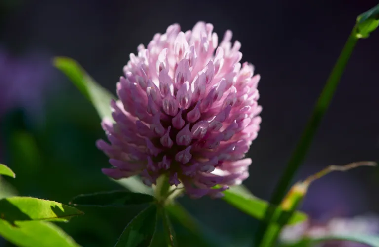 Robust og varig rødkløver