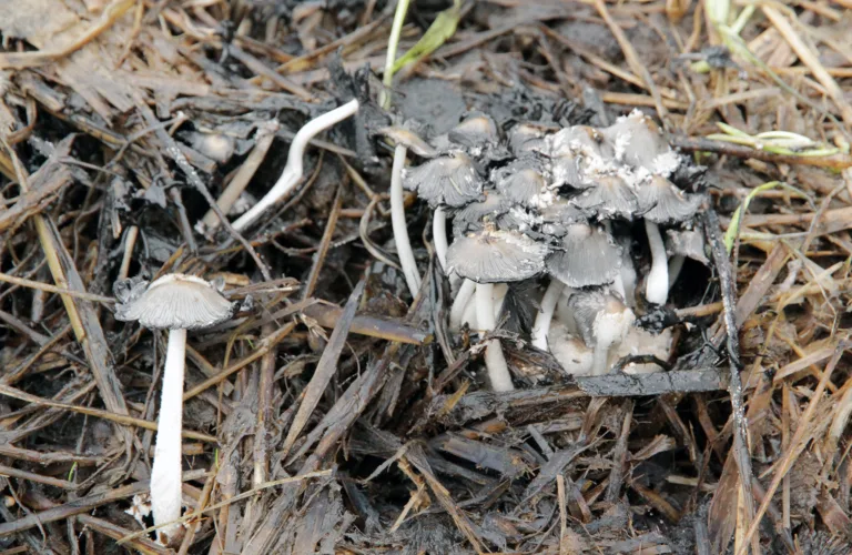 Omdanning av organisk materiale