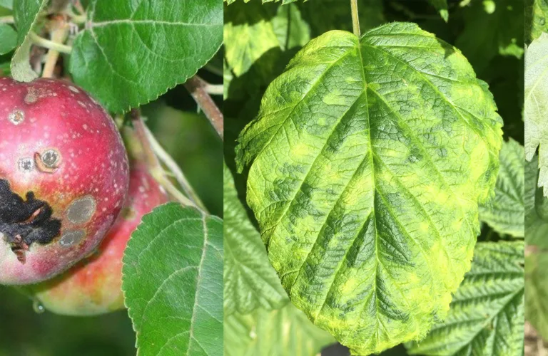 Hva finnes av plantevernmidler til økologisk frukt- og bærdyrking?