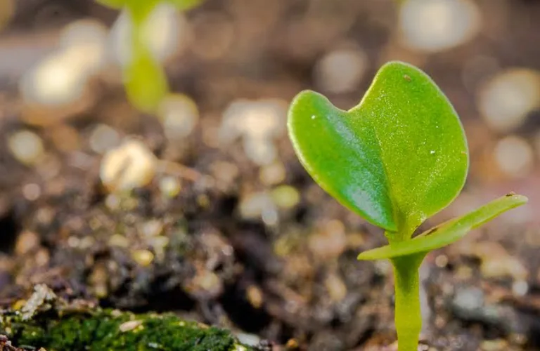 Økologisk sektor i nordiske og baltiske land