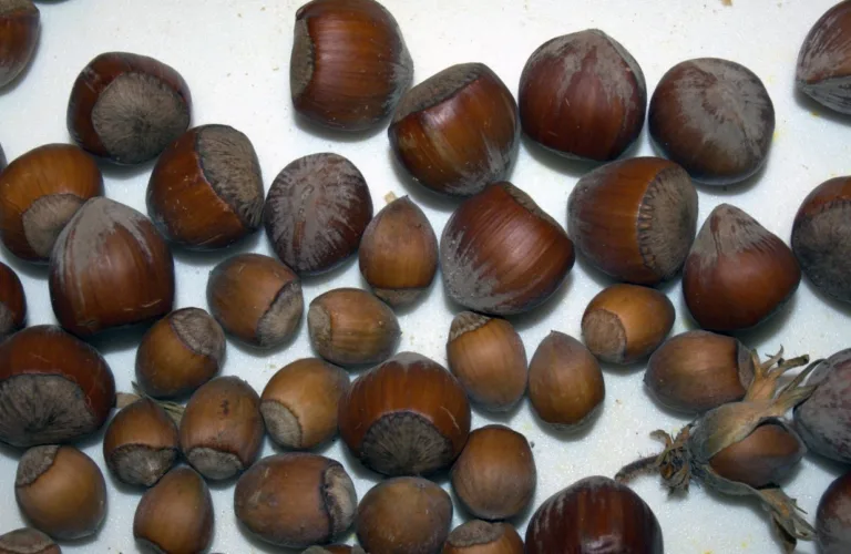 Dyrkingsveiledning for hassel