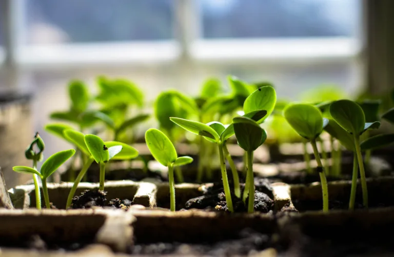 Økologisk formeringsmateriale