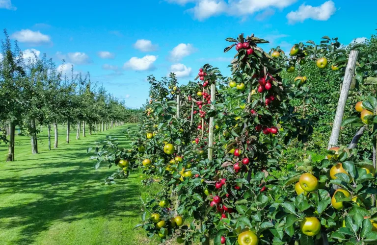 Dyrk mer økologisk frukt og bær!