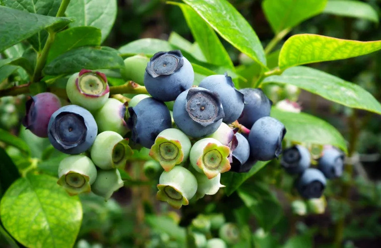 Dyrking av hageblåbær