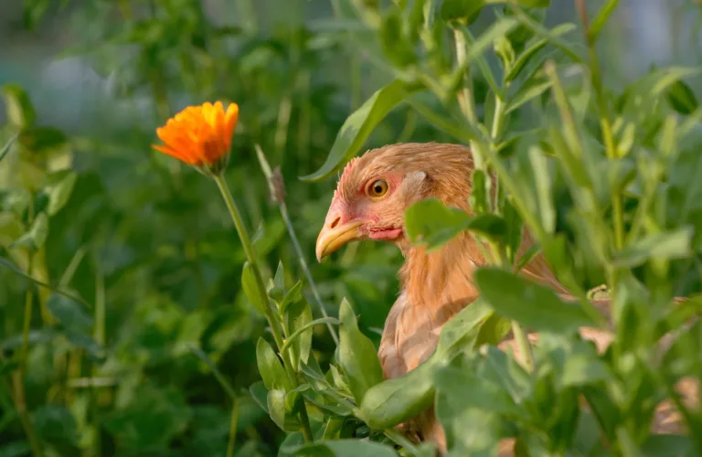 Bærekraftig fjørfehold - lokalt fôr og attraktive uteområder