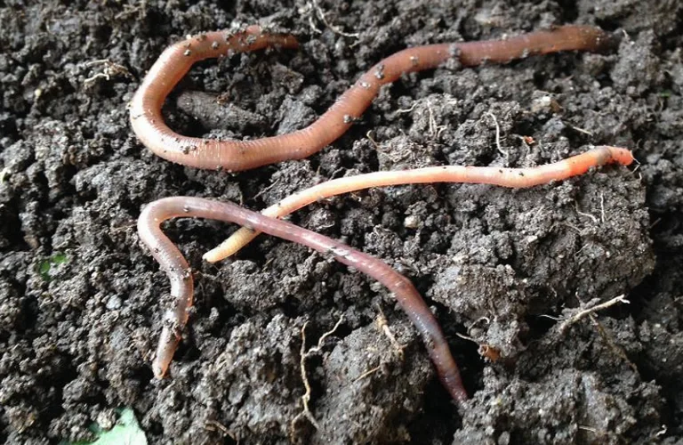 Verknad av blautgjødsel på meitemark